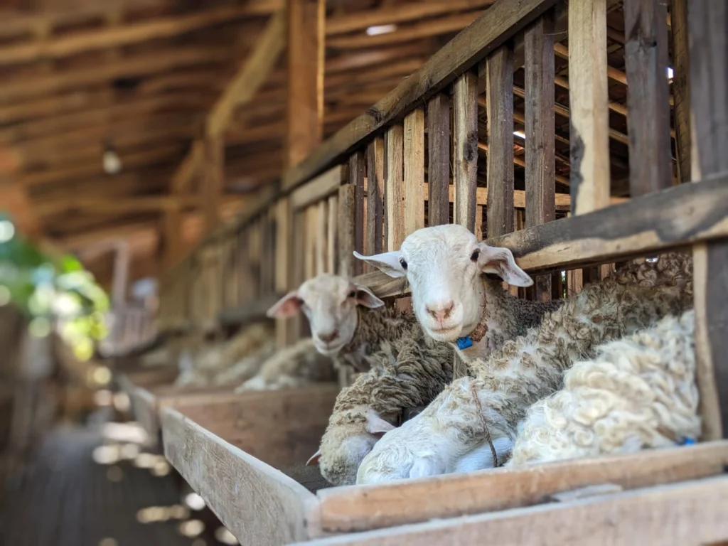 Izin Peternakan Kambing: Syarat, Biaya, dan Cara Pengajuannya