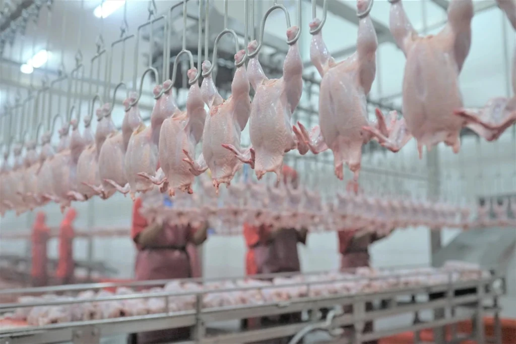 Izin Rumah Potong Ayam: Syarat Dan Prosedur Pengajuannya