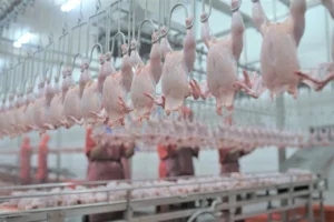 Izin Rumah Potong Ayam: Syarat Dan Prosedur Pengajuannya