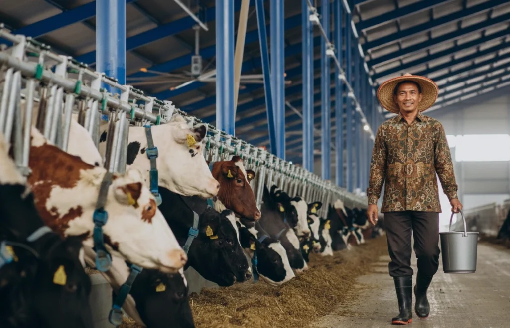 Izin Peternakan Sapi: Syarat dan Cara Mengajukannya